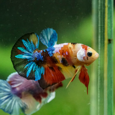 Multicolor/Galaxy Koi Plakat -10 weeks Old