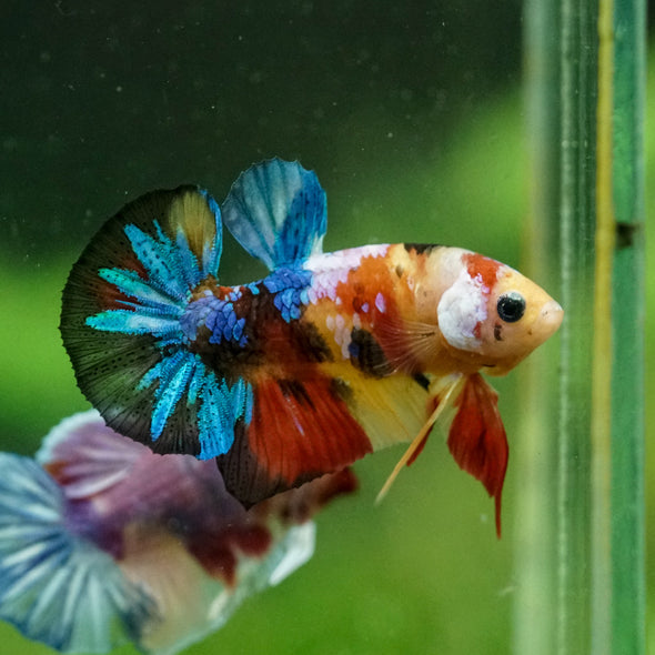 Multicolor/Galaxy Koi Plakat -10 weeks Old