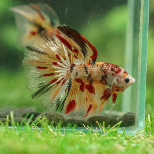 Galaxy Koi Halfmoon - 13 weeks old