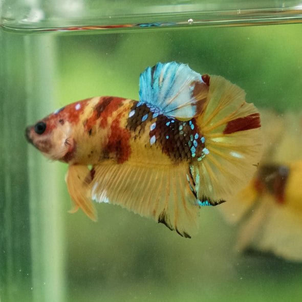 Multicolor/Galaxy Koi Plakat -13 weeks Old