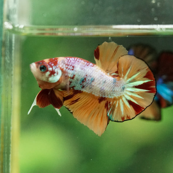 Multicolor/Galaxy Koi Plakat -10 weeks Old