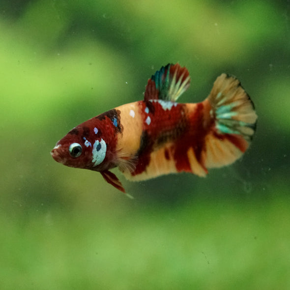 Multicolor/ Galaxy Koi Plakat- Female- 13 Weeks Old