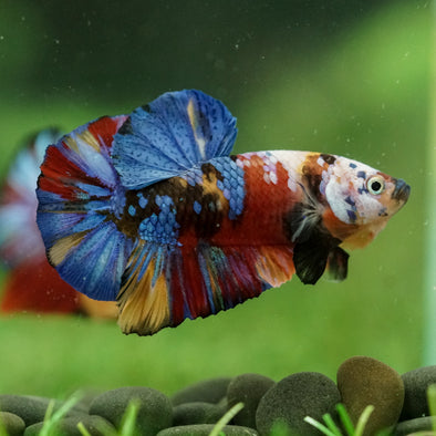 Multicolor/Galaxy Koi Plakat -16 weeks Old