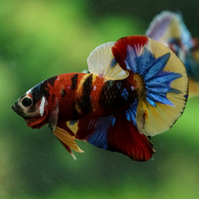 Multicolor/Galaxy Koi Plakat -15 weeks Old