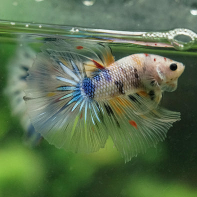Galaxy/Candy Koi Halfmoon - 14 weeks old