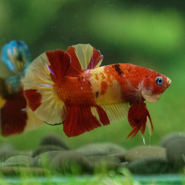 Multicolor/Galaxy Koi Plakat -13 weeks Old