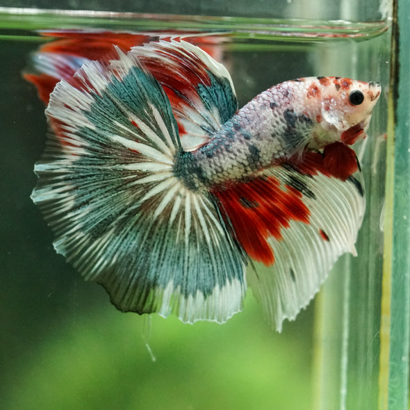 Galaxy/Candy Koi Halfmoon - 14 weeks old