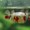 Multicolor/ Galaxy Koi Halfmoon- Female- 13 Weeks Old