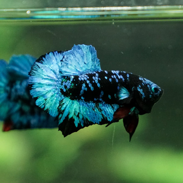 Black Koi Galaxy Plakat (Avatar) -13 weeks Old