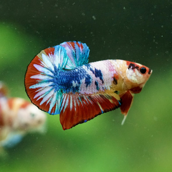 Multicolor/Galaxy Koi Plakat -10 weeks Old