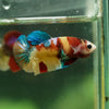 Multicolor/ Galaxy Koi Plakat- Female- 13 Weeks Old