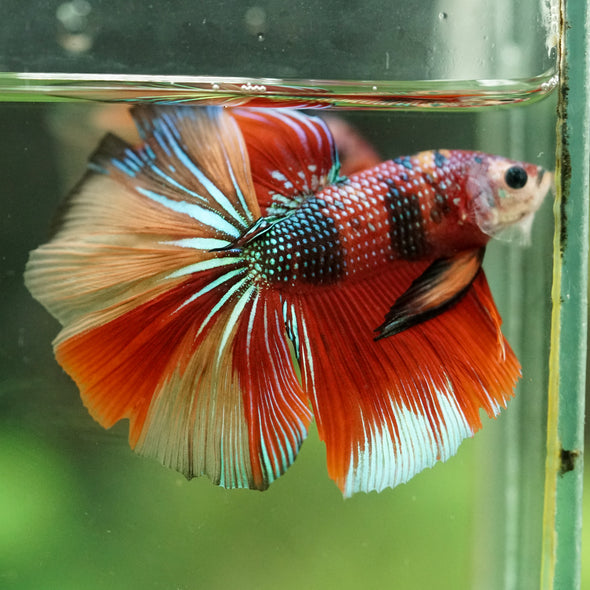 Galaxy/Candy Koi Halfmoon - 14 weeks old