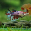 Multicolor/ Galaxy Koi Halfmoon - Female- 13 Weeks Old