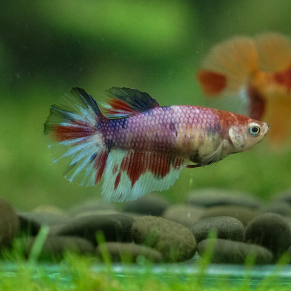 Multicolor/ Galaxy Koi Halfmoon - Female- 13 Weeks Old