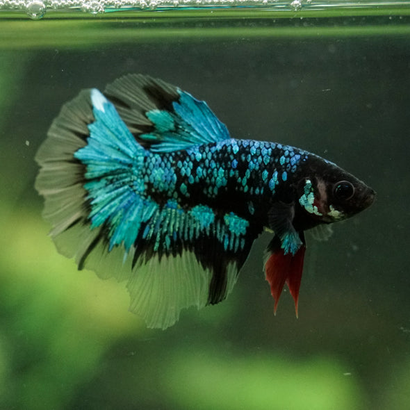 Black Base Galaxy Koi Halfmoon (Avatar) - 14 weeks old