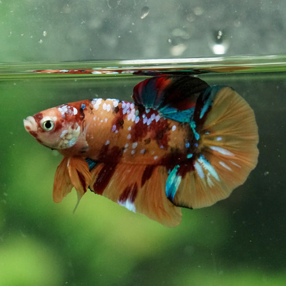 Multicolor/Galaxy Koi Plakat -16 weeks Old