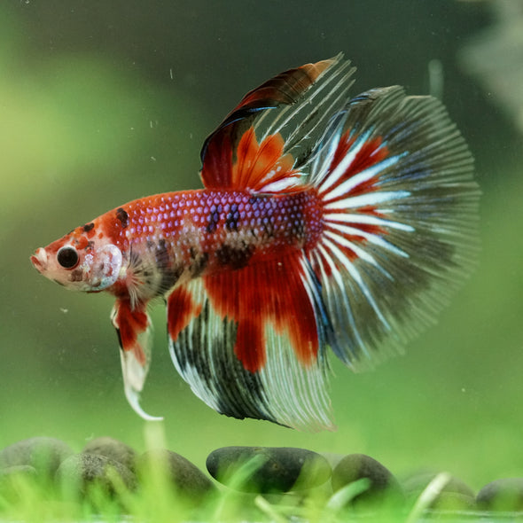Galaxy/Candy Koi Halfmoon - 11 weeks old