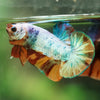 Multicolor/Galaxy Koi Plakat -16 weeks Old