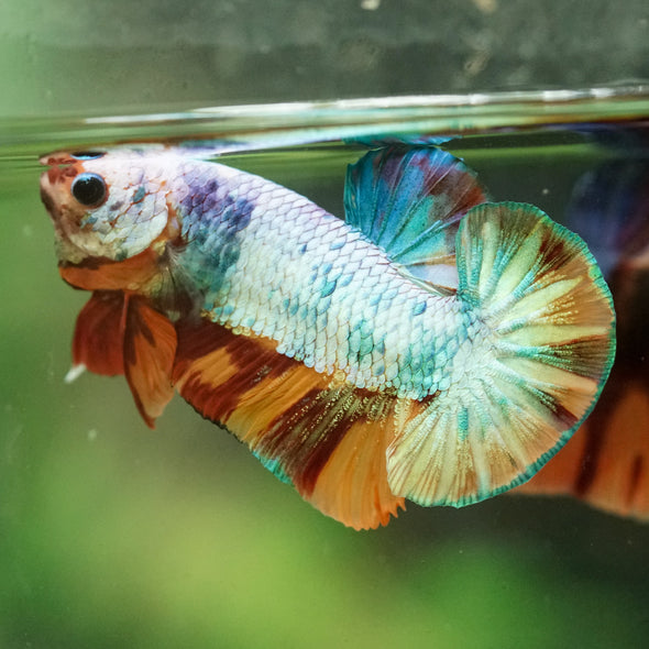 Multicolor/Galaxy Koi Plakat -16 weeks Old