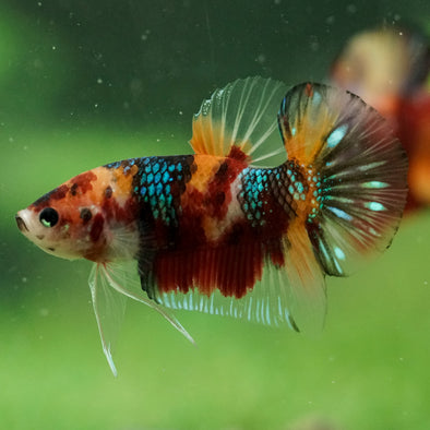 Multicolor/Galaxy Koi Plakat -16 weeks Old