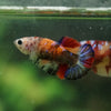Multicolor/ Galaxy Koi Plakat- Female- 13 Weeks Old