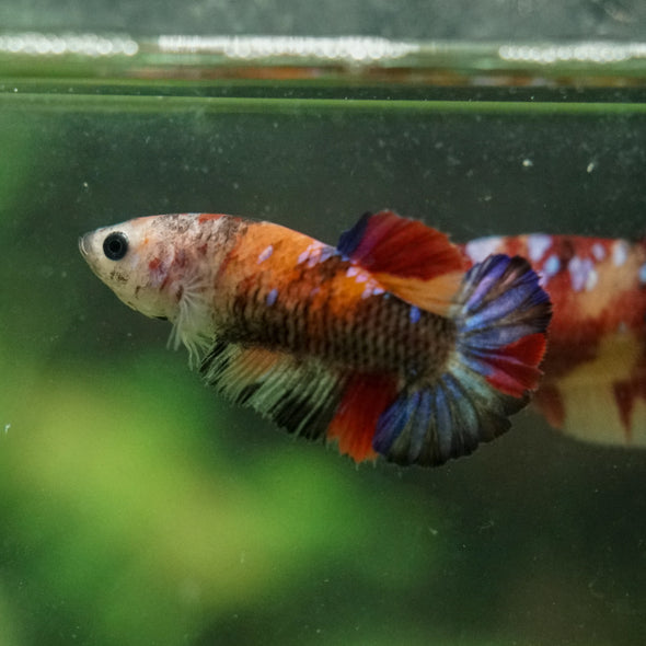 Multicolor/ Galaxy Koi Plakat- Female- 13 Weeks Old