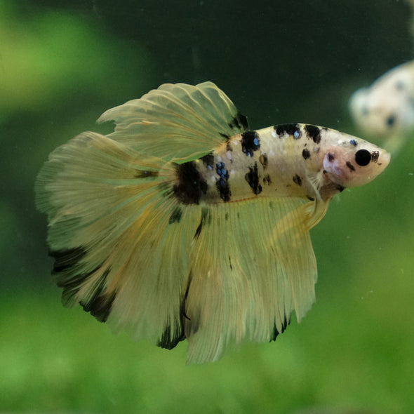 Galaxy Koi Halfmoon - 10 weeks old