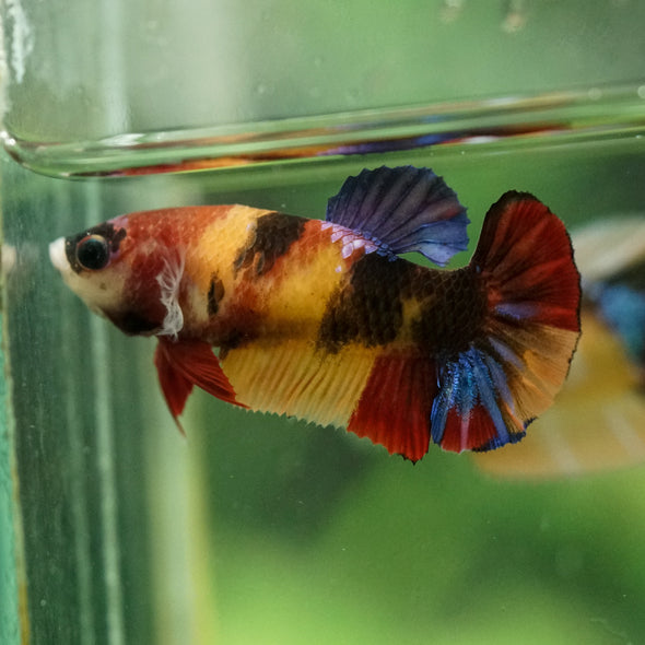 Multicolor/ Galaxy Koi Plakat- Female- 13 Weeks Old