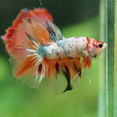 Galaxy/Candy Koi Halfmoon - 11 weeks old