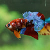 Multicolor/Galaxy Koi Plakat -13 weeks Old