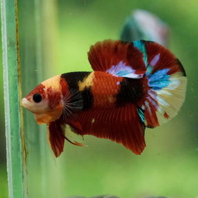Multicolor/Galaxy Koi Plakat -16 weeks Old