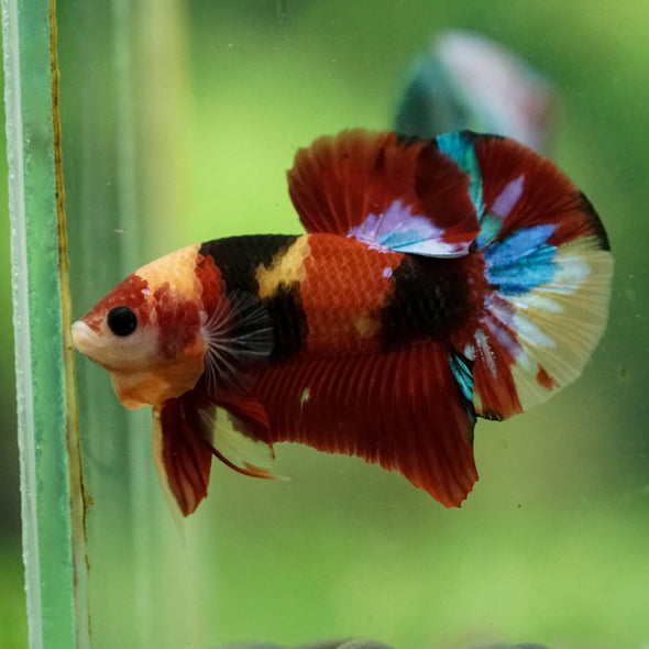 Multicolor/Galaxy Koi Plakat -16 weeks Old