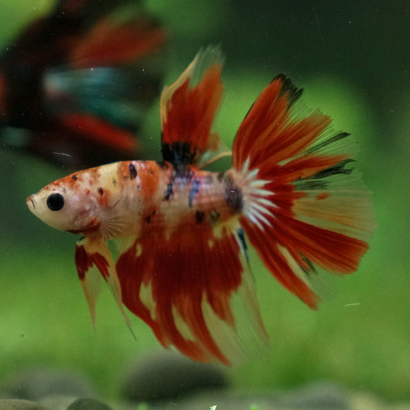 Candy/Galaxy Koi Halfmoon - 11 weeks old