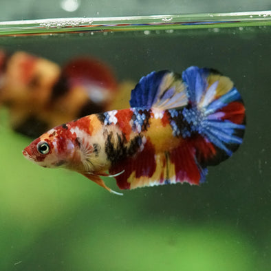 Multicolor/ Galaxy Koi Plakat- Female- 13 Weeks Old