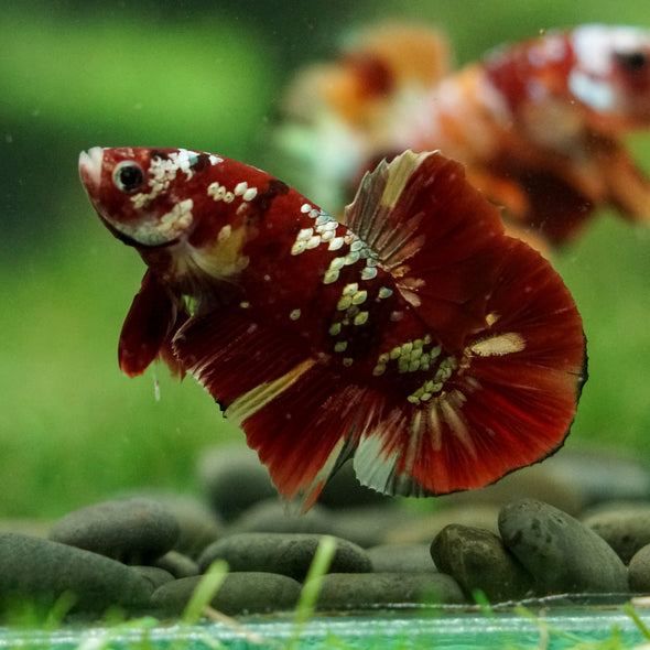 Multicolor/Galaxy Koi Plakat -16 weeks Old