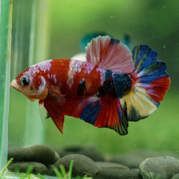 Multicolor/Galaxy Koi Plakat -14 weeks Old