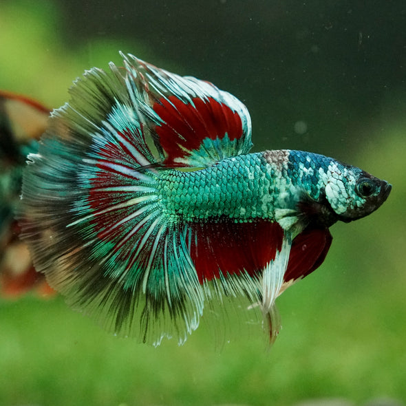 Galaxy/Candy Koi Halfmoon - 14 weeks old