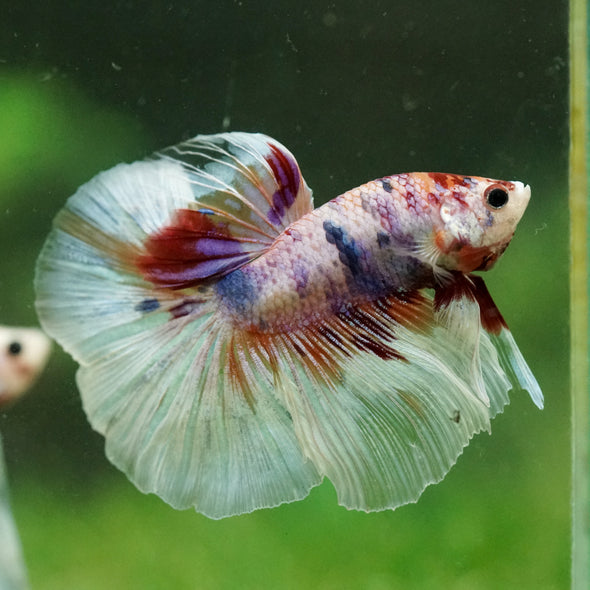 Galaxy/Candy Koi Halfmoon - 14 weeks old