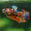 Multicolor/ Galaxy Koi Plakat- Female- 13 Weeks Old