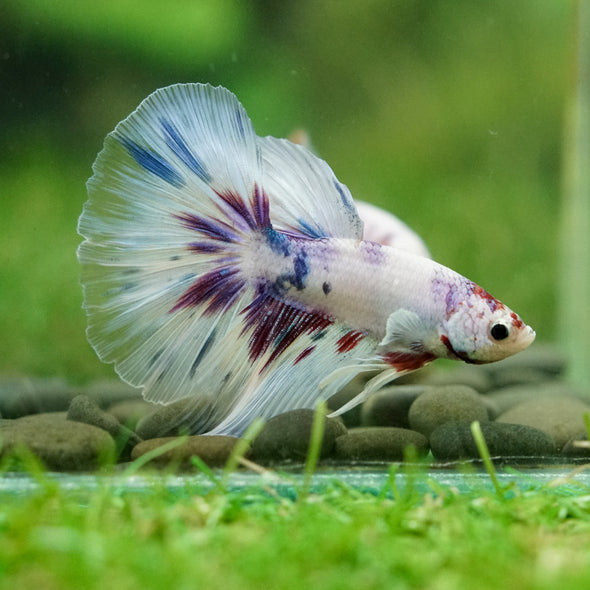 Galaxy/Candy Koi Halfmoon - 14 weeks old