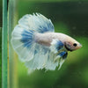 Dumbo Halfmoon - 10 weeks old