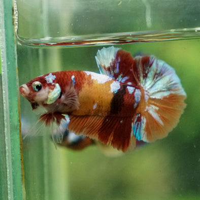 Multicolor/Galaxy Koi Plakat -13 weeks Old