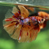 Galaxy/Candy Koi Halfmoon - 14 weeks old