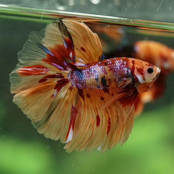 Galaxy/Candy Koi Halfmoon - 14 weeks old