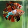 Multicolor/ Galaxy Koi Halfmoon- Female- 13 Weeks Old