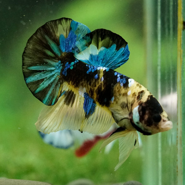 Multicolor/Galaxy Koi Plakat -16 weeks Old