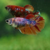 Multicolor/ Galaxy Koi Halfmoon- Female- 13 Weeks Old