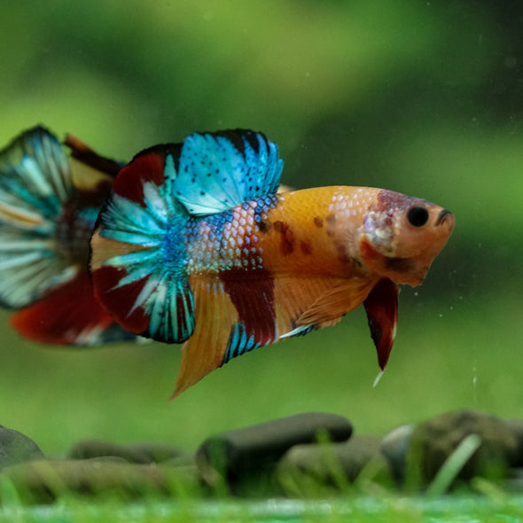 Multicolor/Galaxy Koi Plakat -16 weeks Old