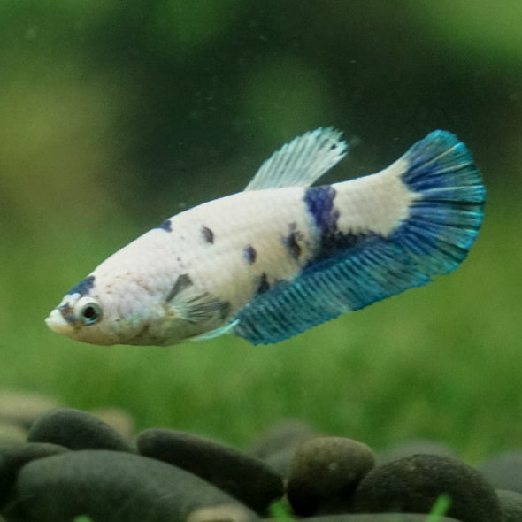 Blue/Green Dalmatian Plakat- Female