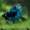 Black Base Galaxy Koi Halfmoon (Avatar) - 14 weeks old